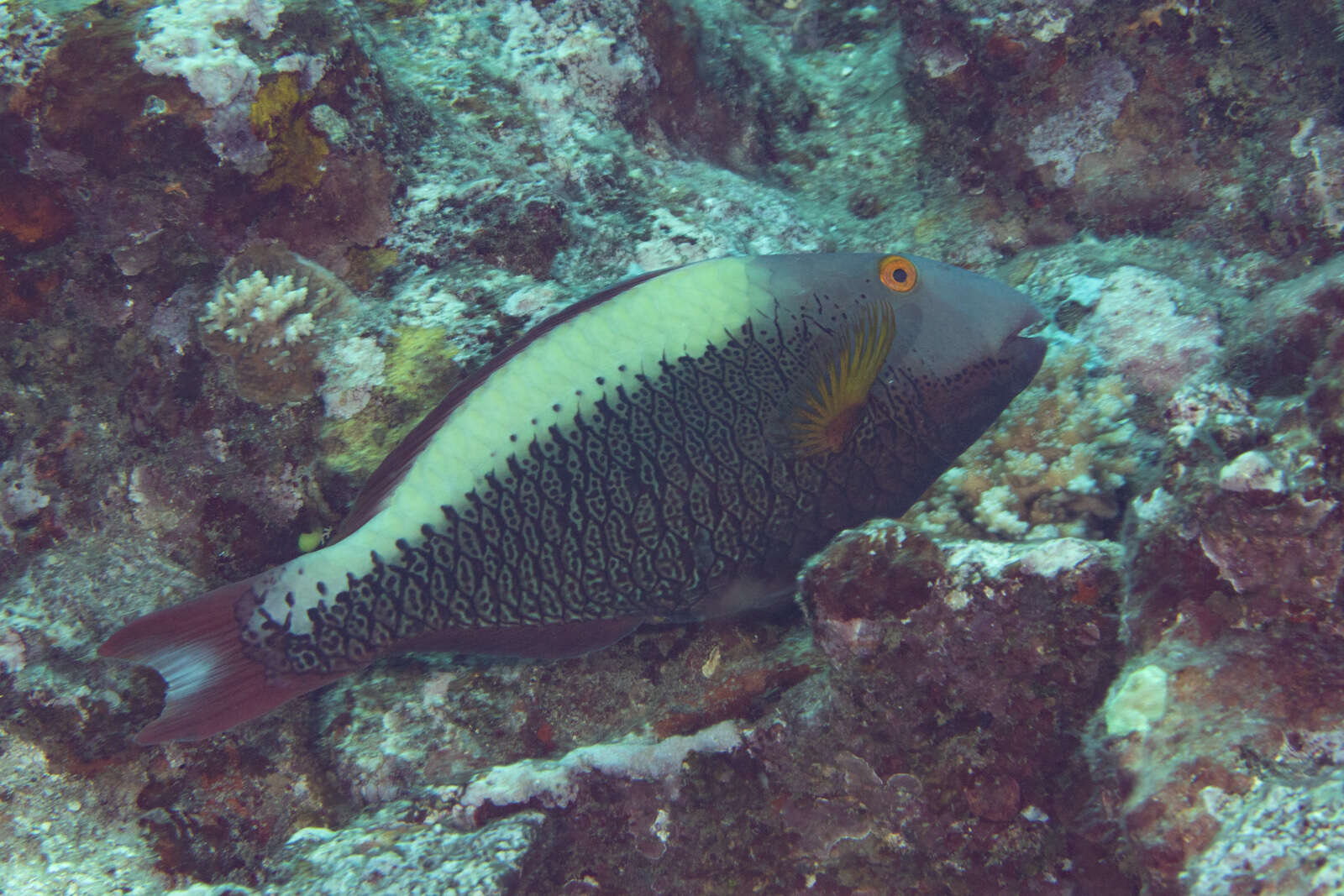 Image of Cetoscarus