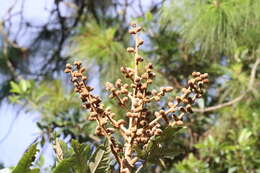 Oreopanax geminatus Marchal resmi