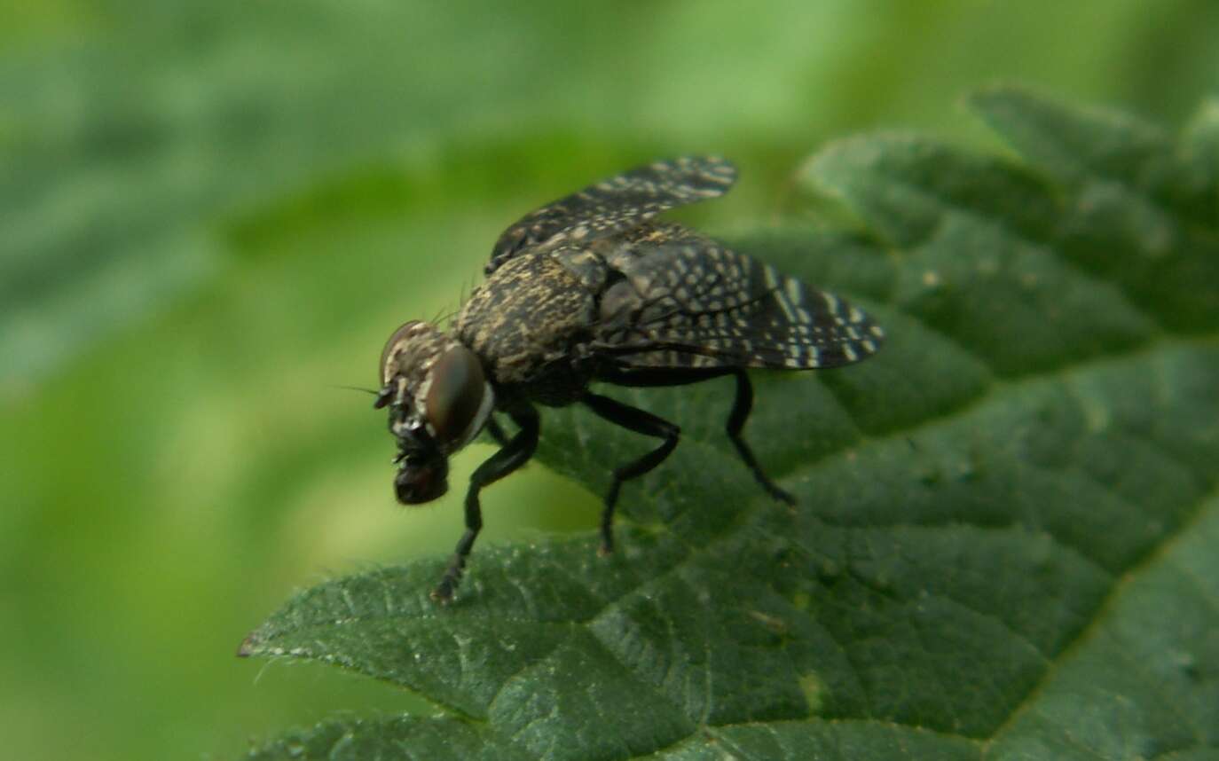 Слика од Platystoma seminationis (Fabricius 1775)