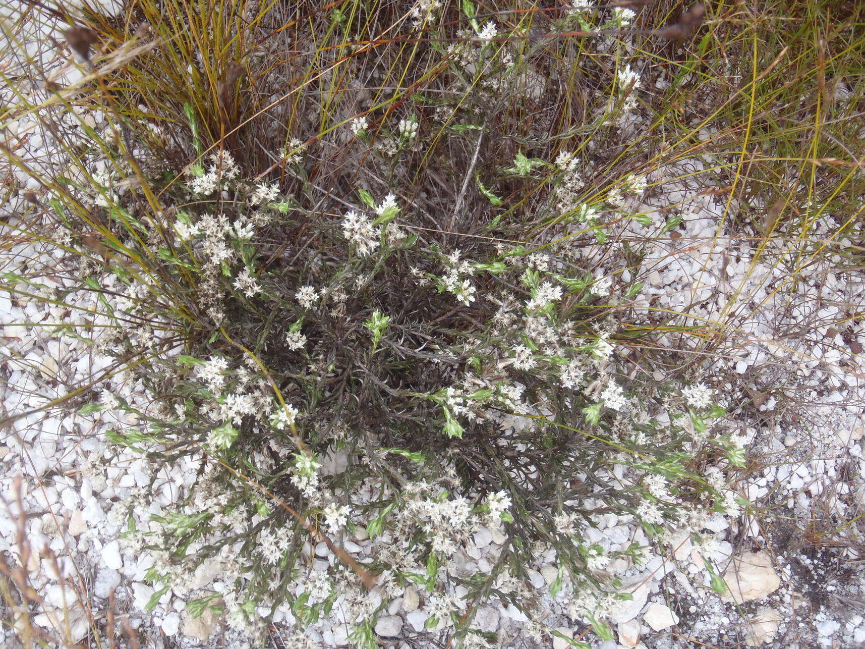 Image of Metalasia quinqueflora DC.