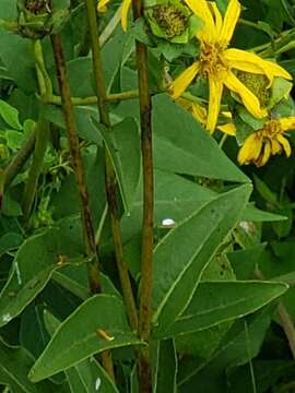 Silphium asteriscus var. latifolium (A. Gray) J. A. Clevinger resmi