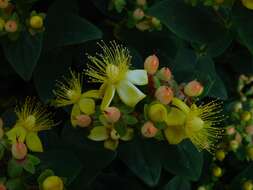 Image of tall tutsan