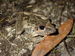 Imagem de Litoria freycineti Tschudi 1838