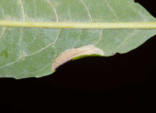 Image of Phyllonorycter scudderella (Frey & Boll 1873)