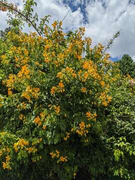 Plancia ëd Senna macranthera (Collad.) H. S. Irwin & Barneby