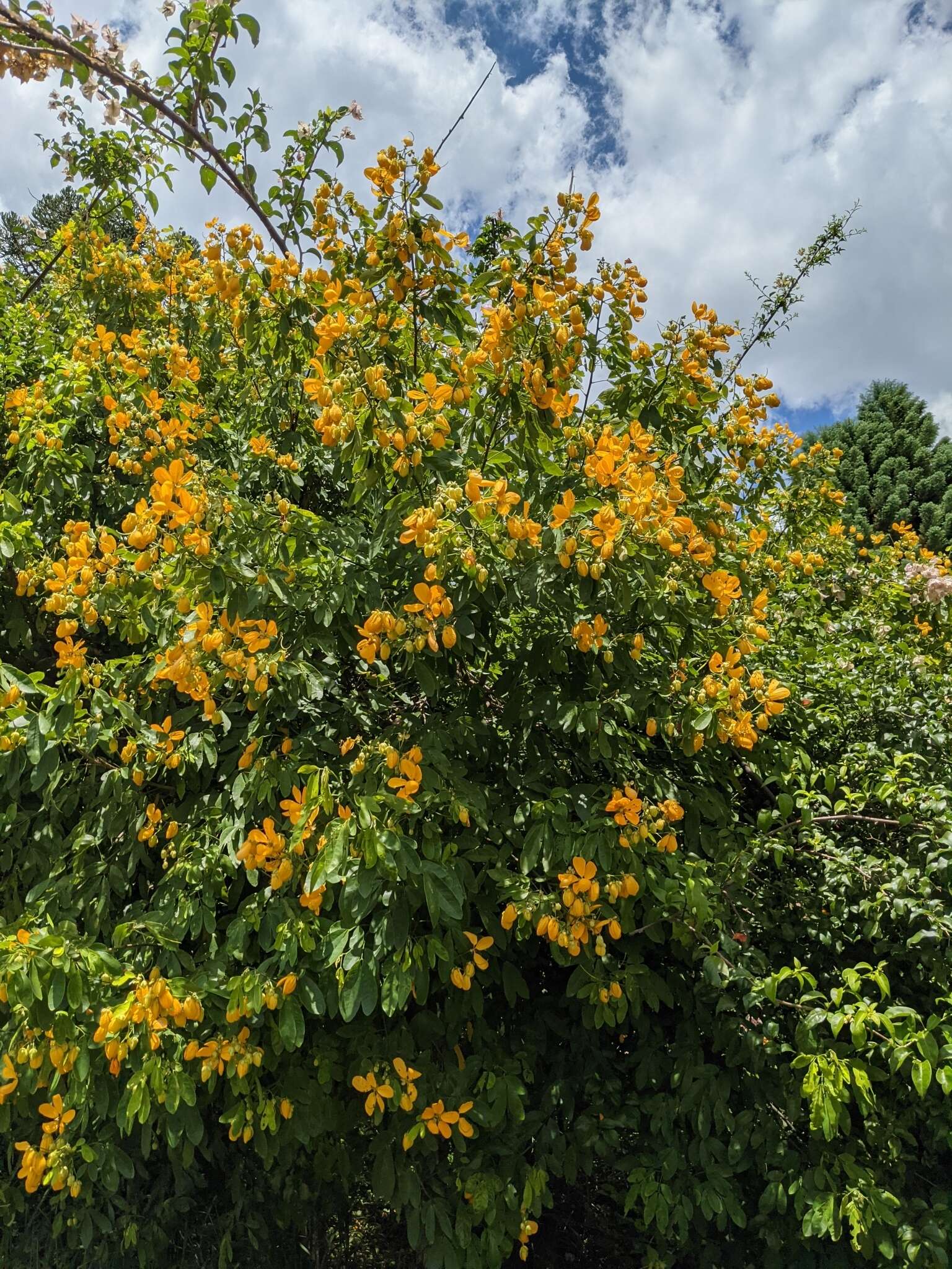 Senna macranthera (Collad.) H. S. Irwin & Barneby resmi