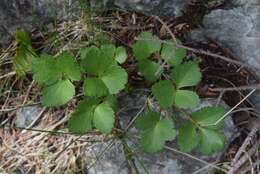 Ligusticum scoticum L. resmi