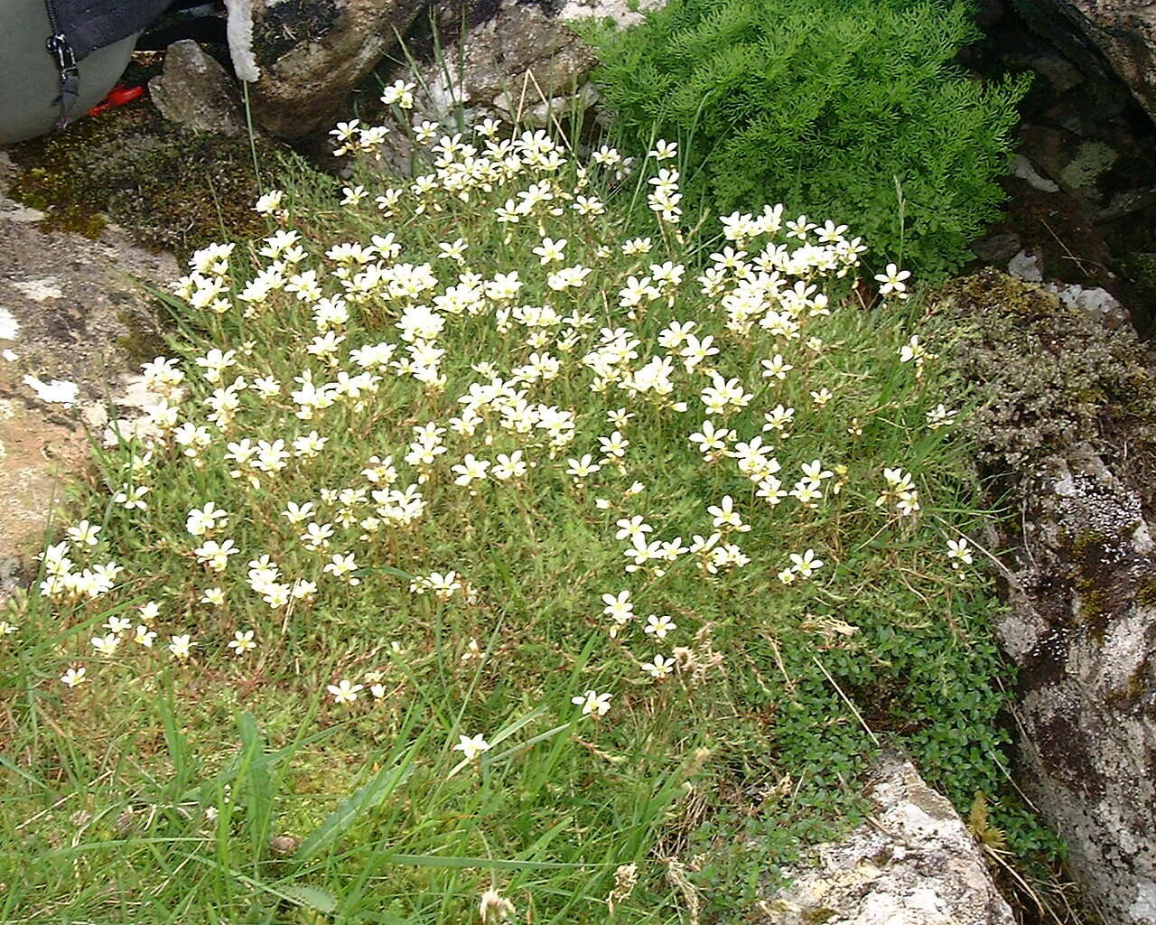 Слика од Saxifraga hypnoides L.