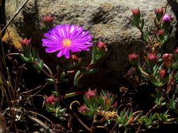 Image of Lampranthus emarginatus (L.) N. E. Br.