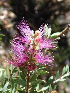 Sivun Callistemon pungens subsp. pungens kuva