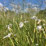 Image of Dianthus mooiensis F. N. Williams