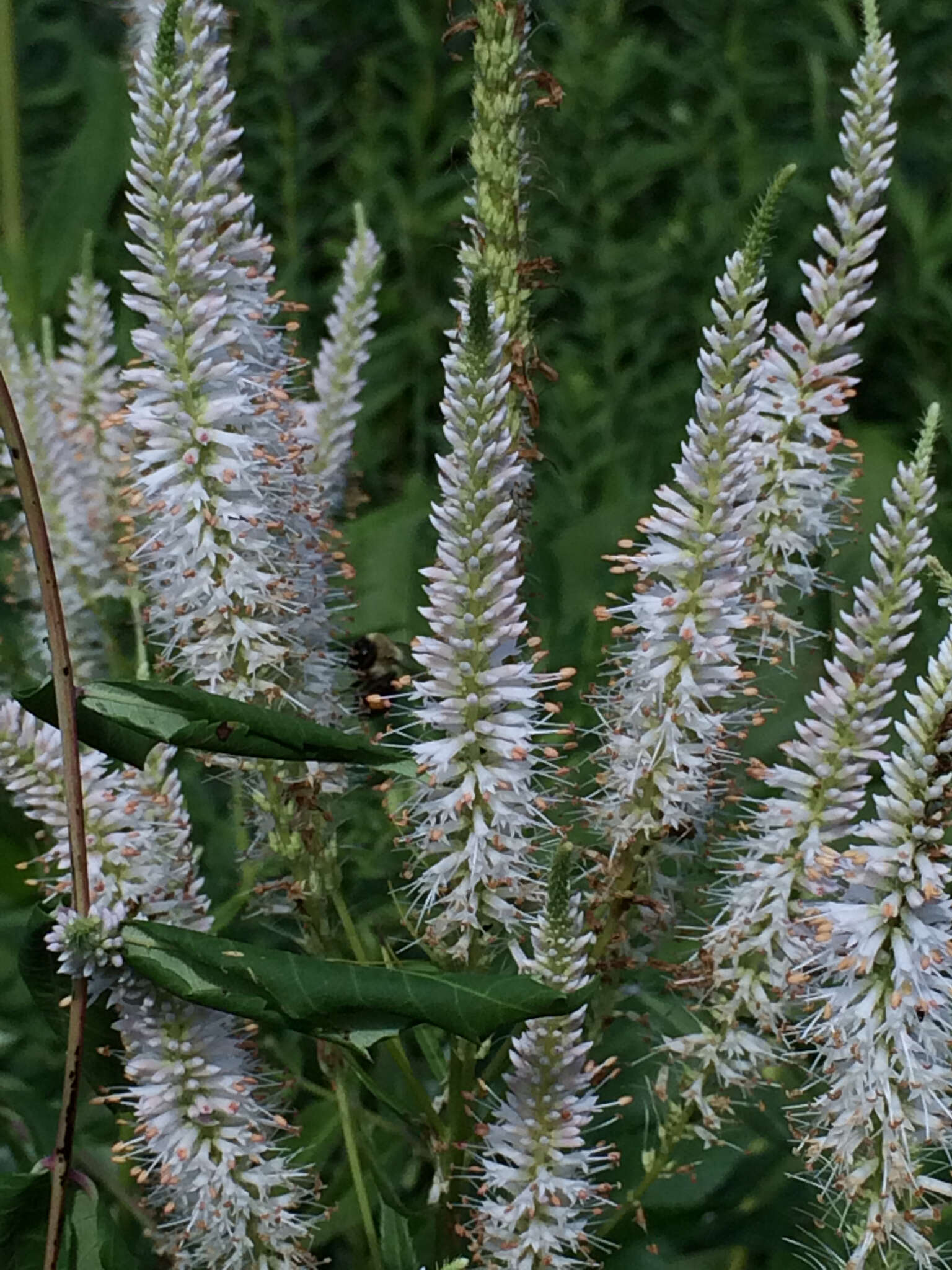 Image of Culver's root