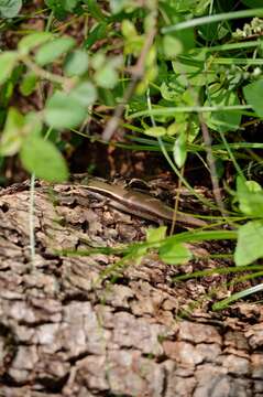 صورة Eutropis carinata (Schneider 1801)