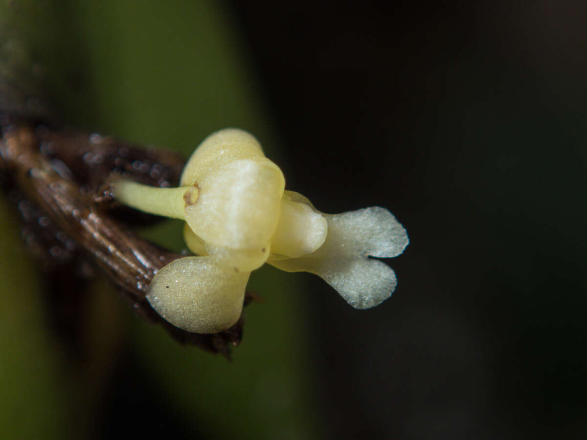 Dendrobium aloifolium (Blume) Rchb. fil.的圖片