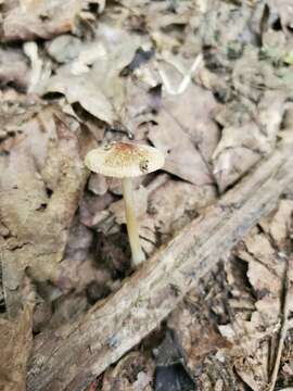 Image of Inocybe margaritispora (Berk.) Sacc. 1887