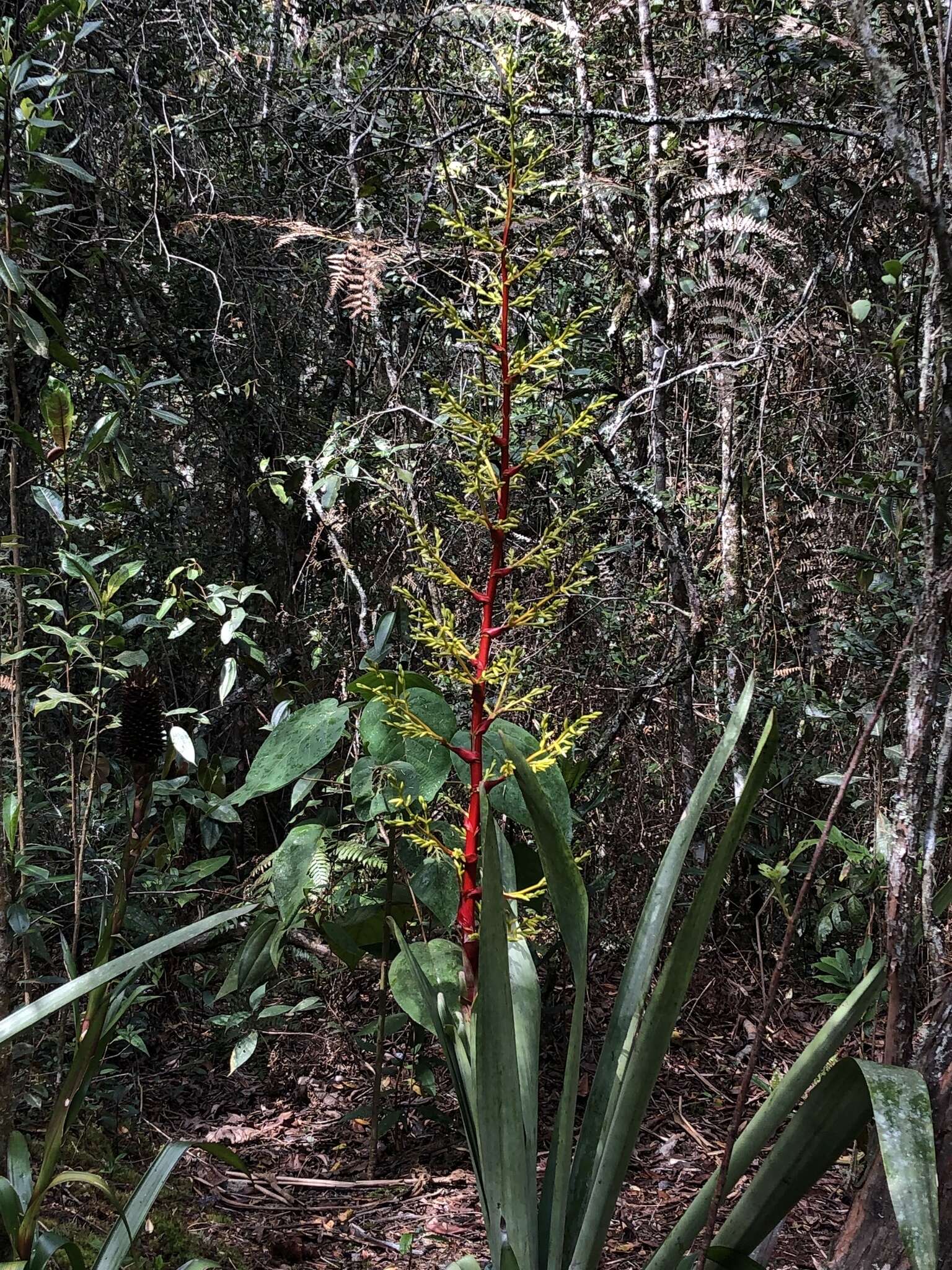 Guzmania diffusa L. B. Sm.的圖片