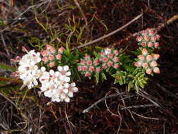 Image of Macrostylis villosa subsp. villosa