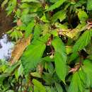 Image of Begonia wrayi Hemsl.