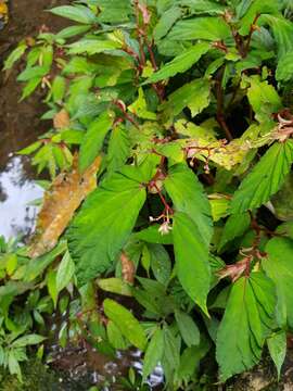 Image of Begonia wrayi Hemsl.