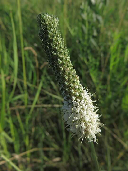 Image of white prairie clover