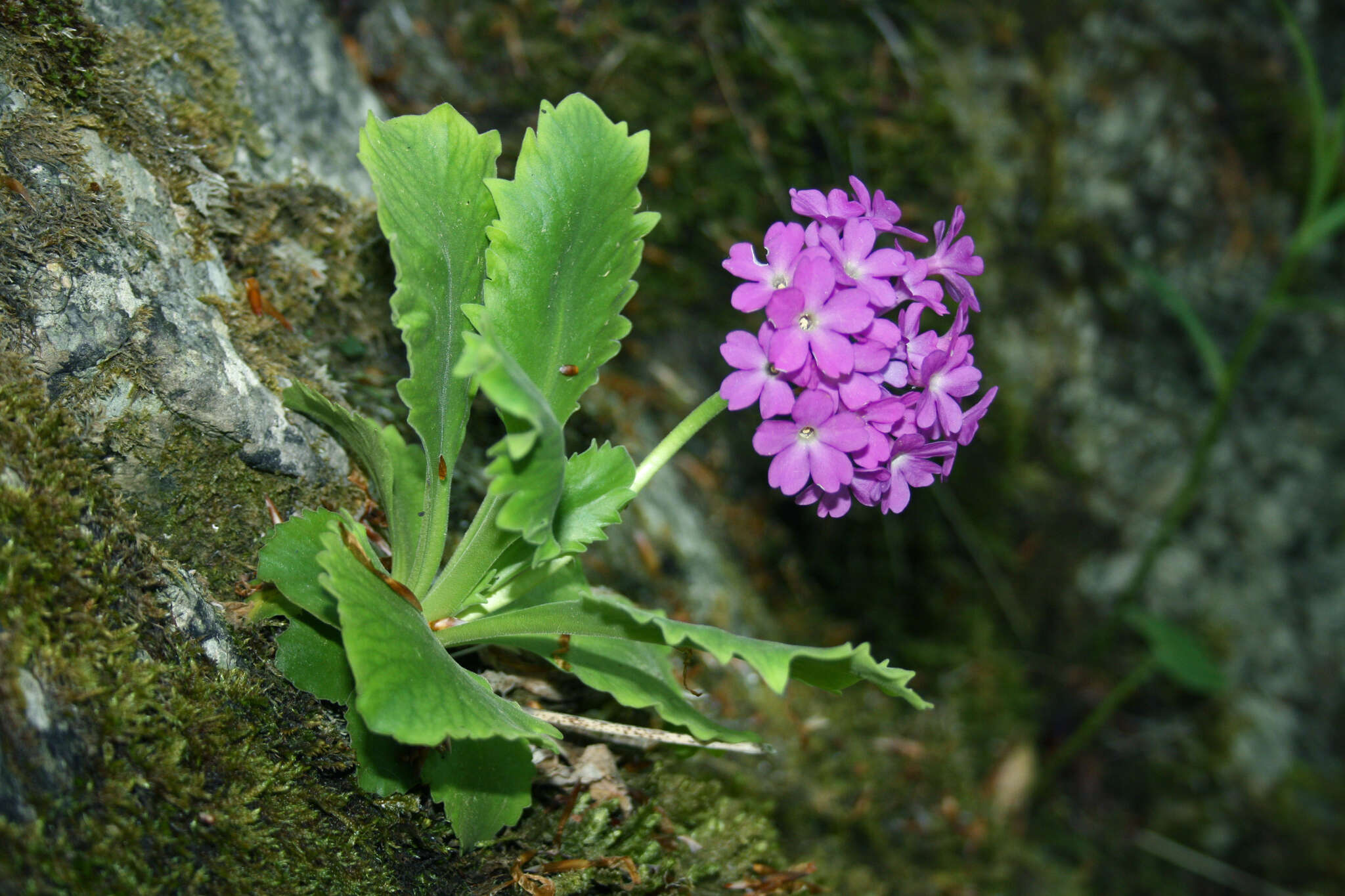 Image of Primula hirsuta subsp. valcuvianensis S. Jess. & L. Lehm.