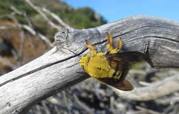 صورة Xylocopa caffra (Linnaeus 1767)