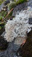 Image of fragile ball lichen