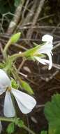 Imagem de Pelargonium odoratissimum (L.) L'Her.