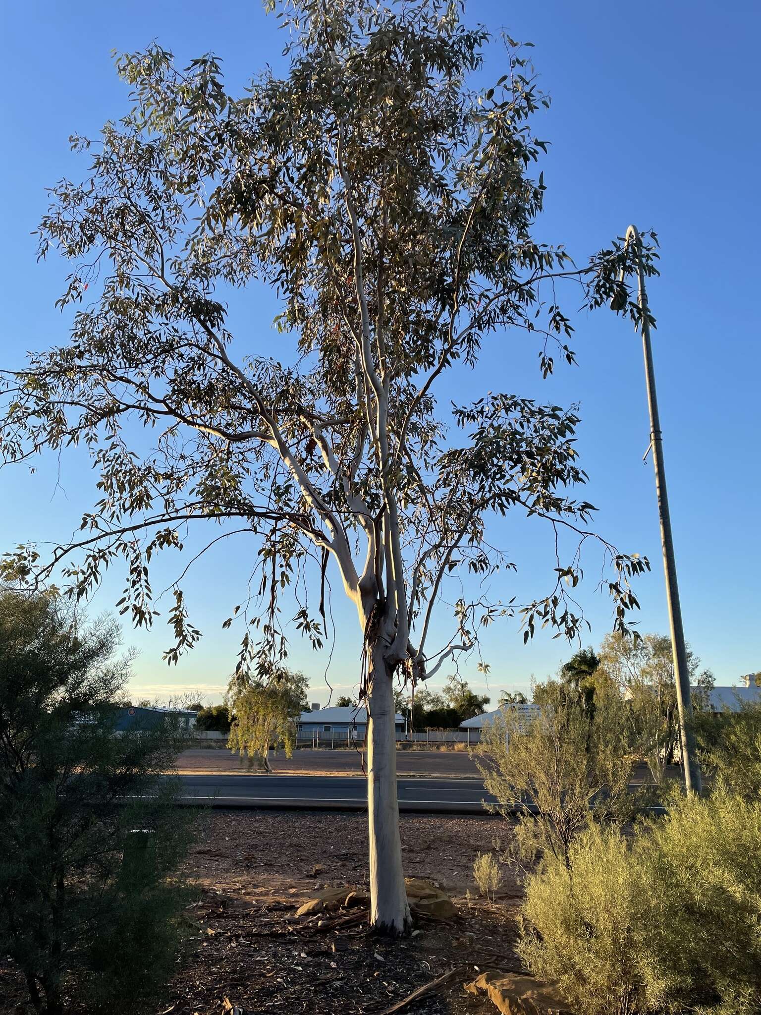 Image of lemon-flower gum