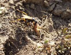 Слика од Cryptocheilus variabilis (Rossi 1790)