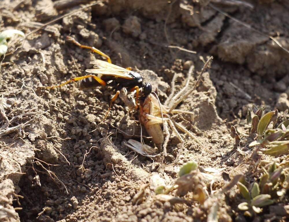 Слика од Cryptocheilus variabilis (Rossi 1790)