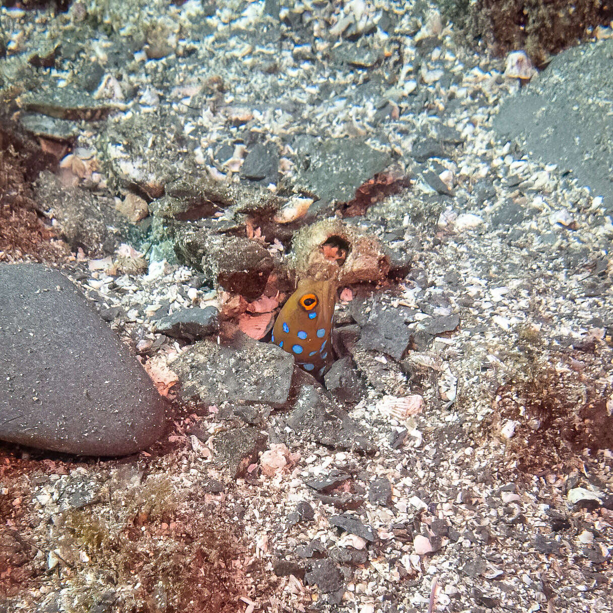 Слика од Opistognathus rosenblatti Allen & Robertson 1991