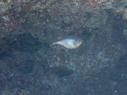 Image of Copper sweeper