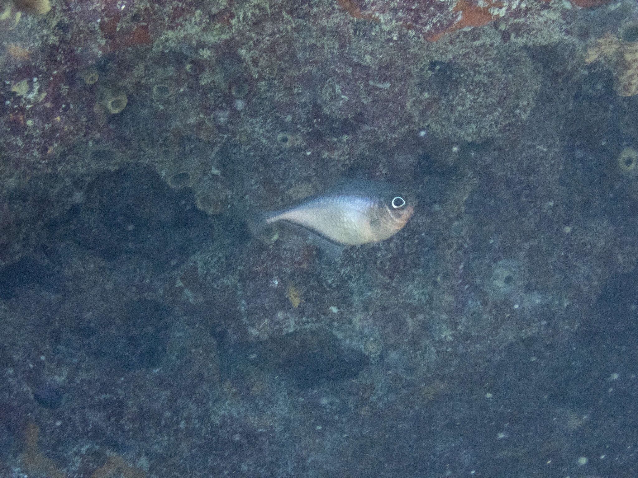 Image of Copper sweeper
