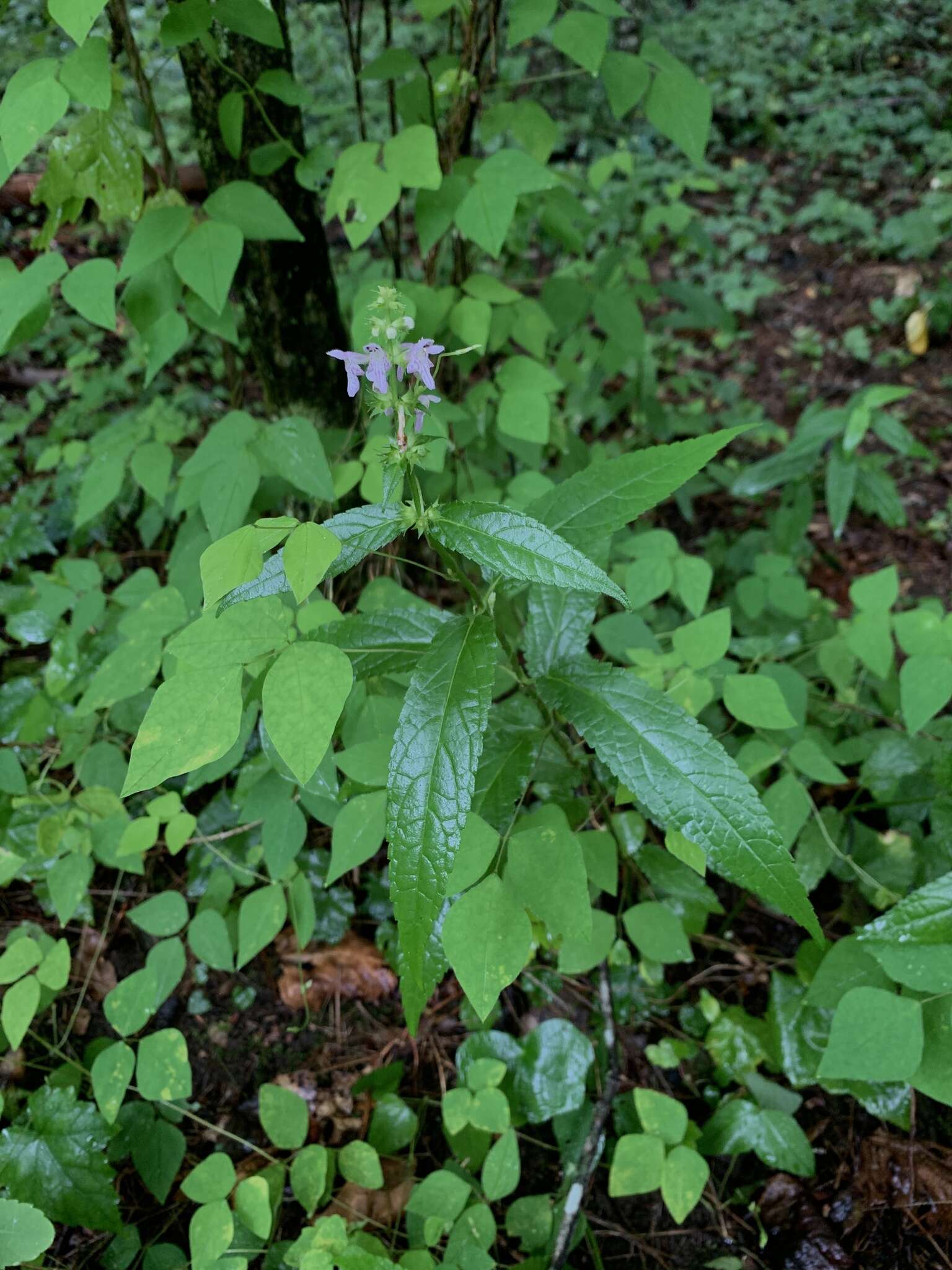 Stachys latidens Small resmi