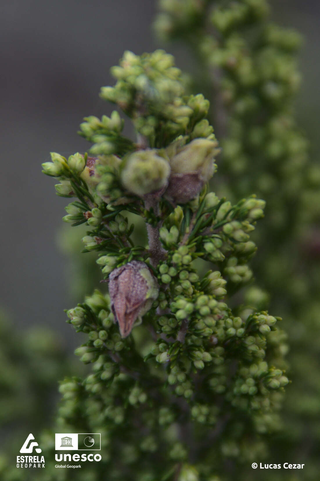 Image of Wachtliella ericina (Low 1885)