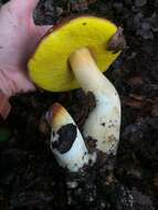 Image of Aureoboletus citriniporus (Halling) Klofac 2010