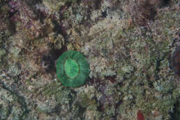 Image of Artichoke Coral