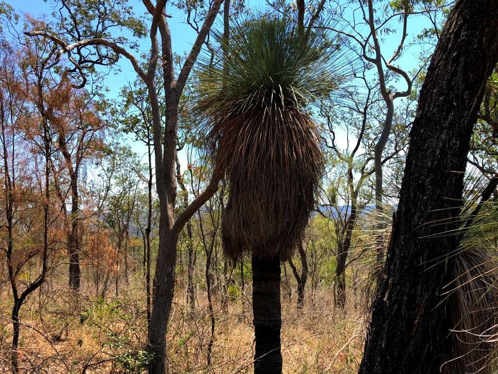 Image of Xanthorrhoea glauca D. J. Bedford