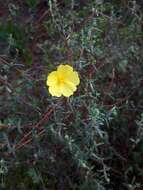 Image of Yellow Rock Rose