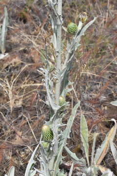 Cirsium ciliolatum (Henderson) J. T. Howell resmi