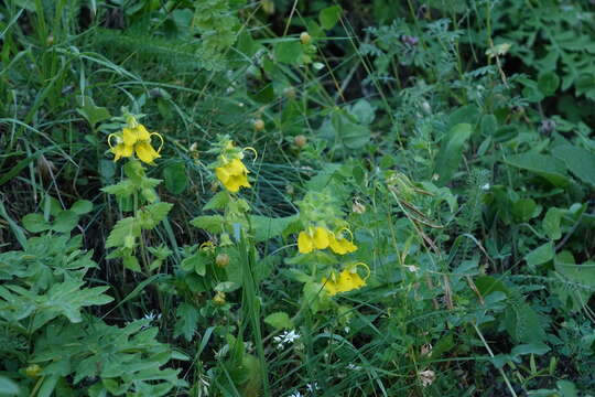 Image of Rhynchocorys orientalis (L.) Benth.