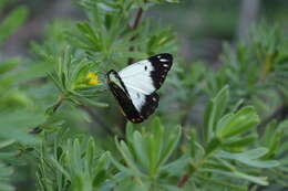 Image of Belenois java peristhene (Boisduval 1859)