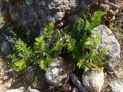 Image of Cleveland's lipfern