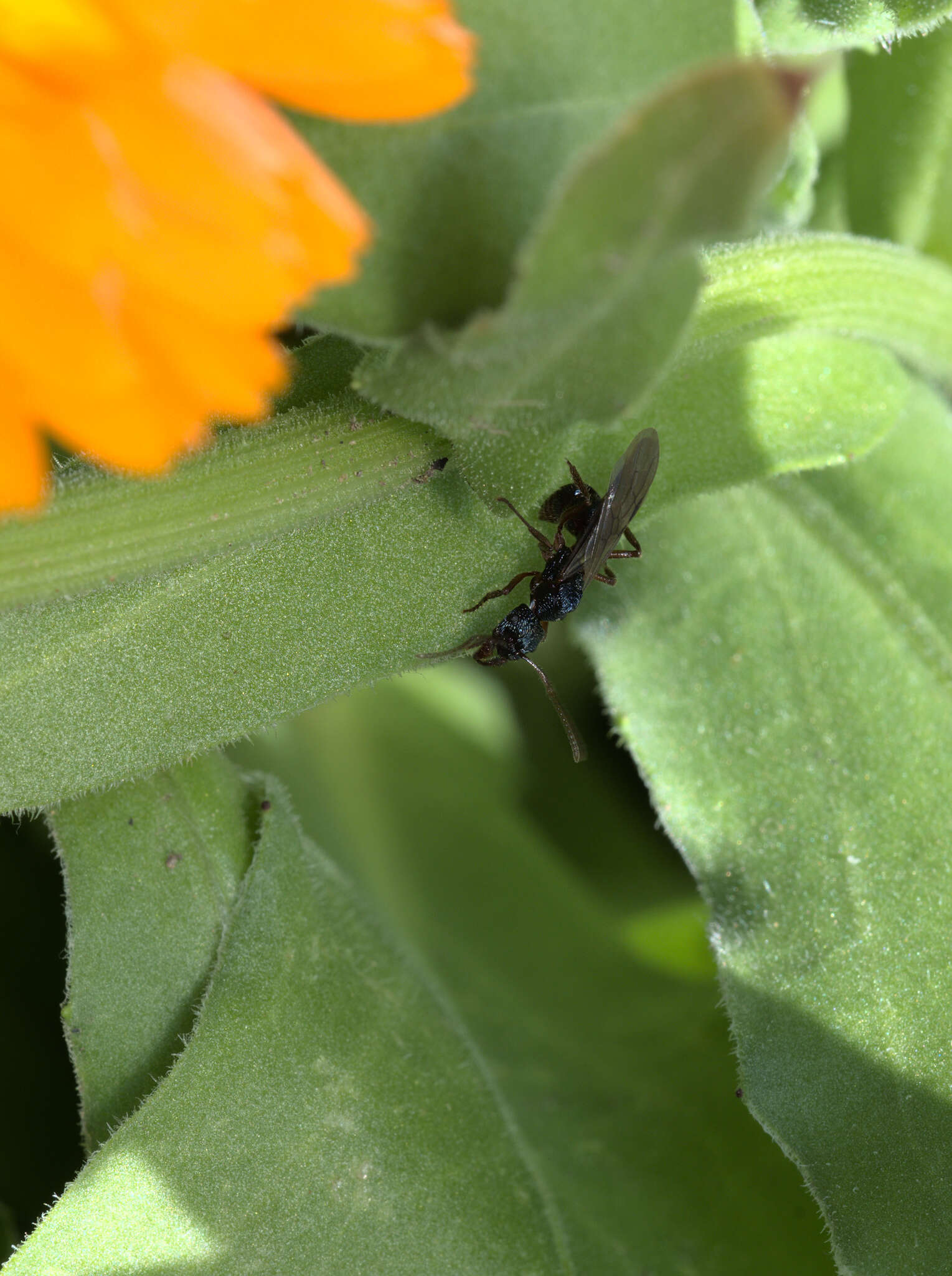 Image of Rhytidoponera confusa Ward 1980