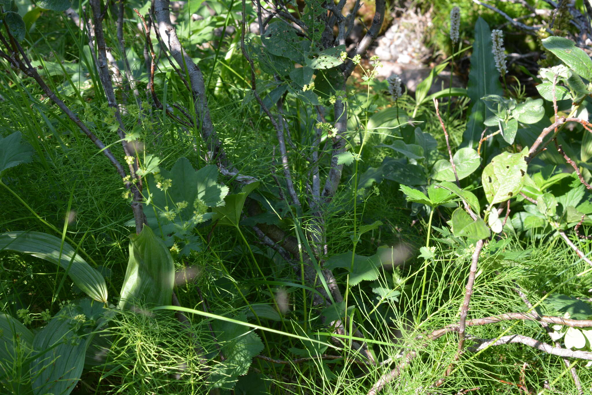 Plancia ëd Alchemilla murbeckiana Buser