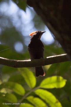 Image of Flame-crested Tanager