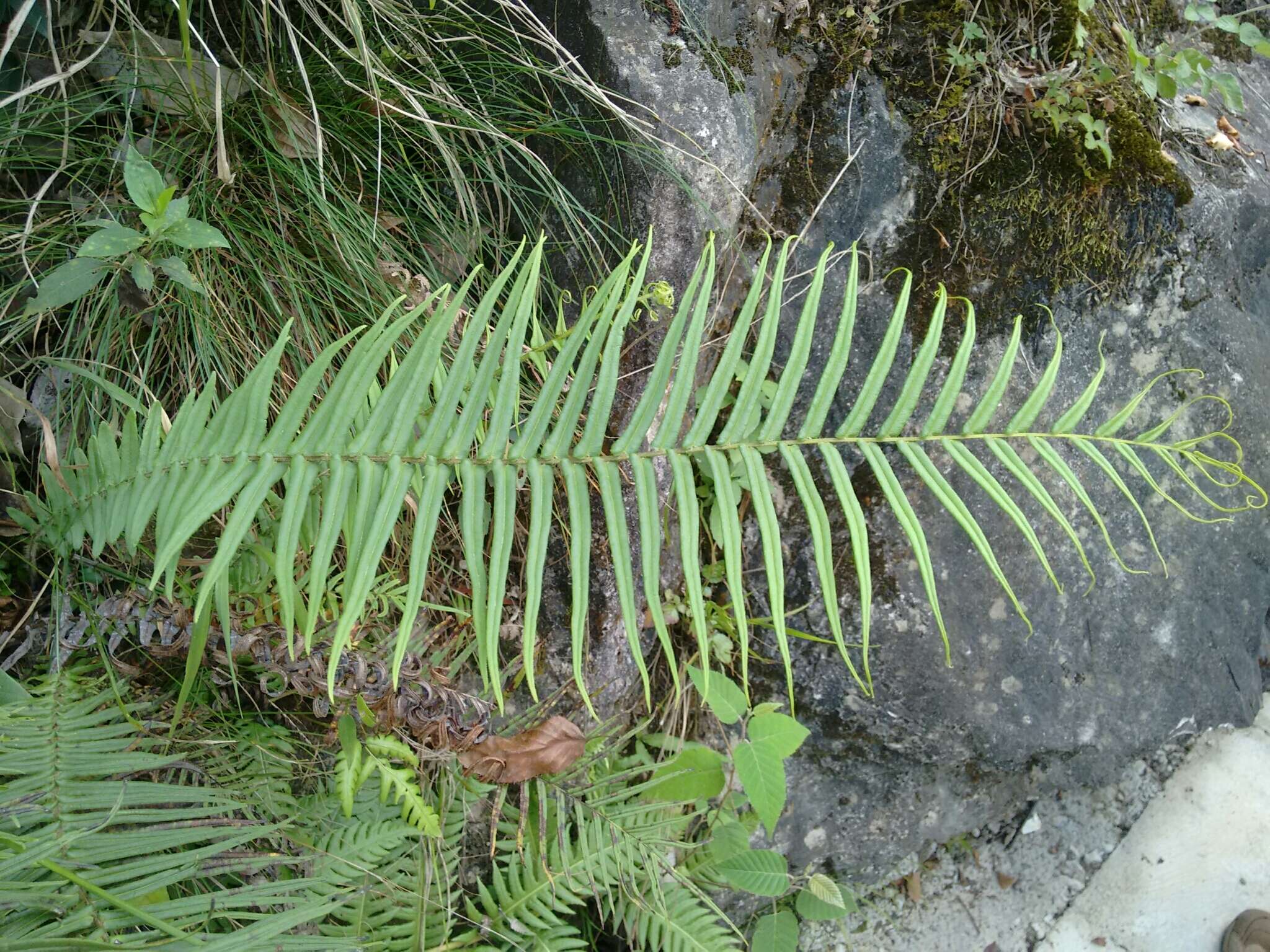 Слика од Pteris vittata L.