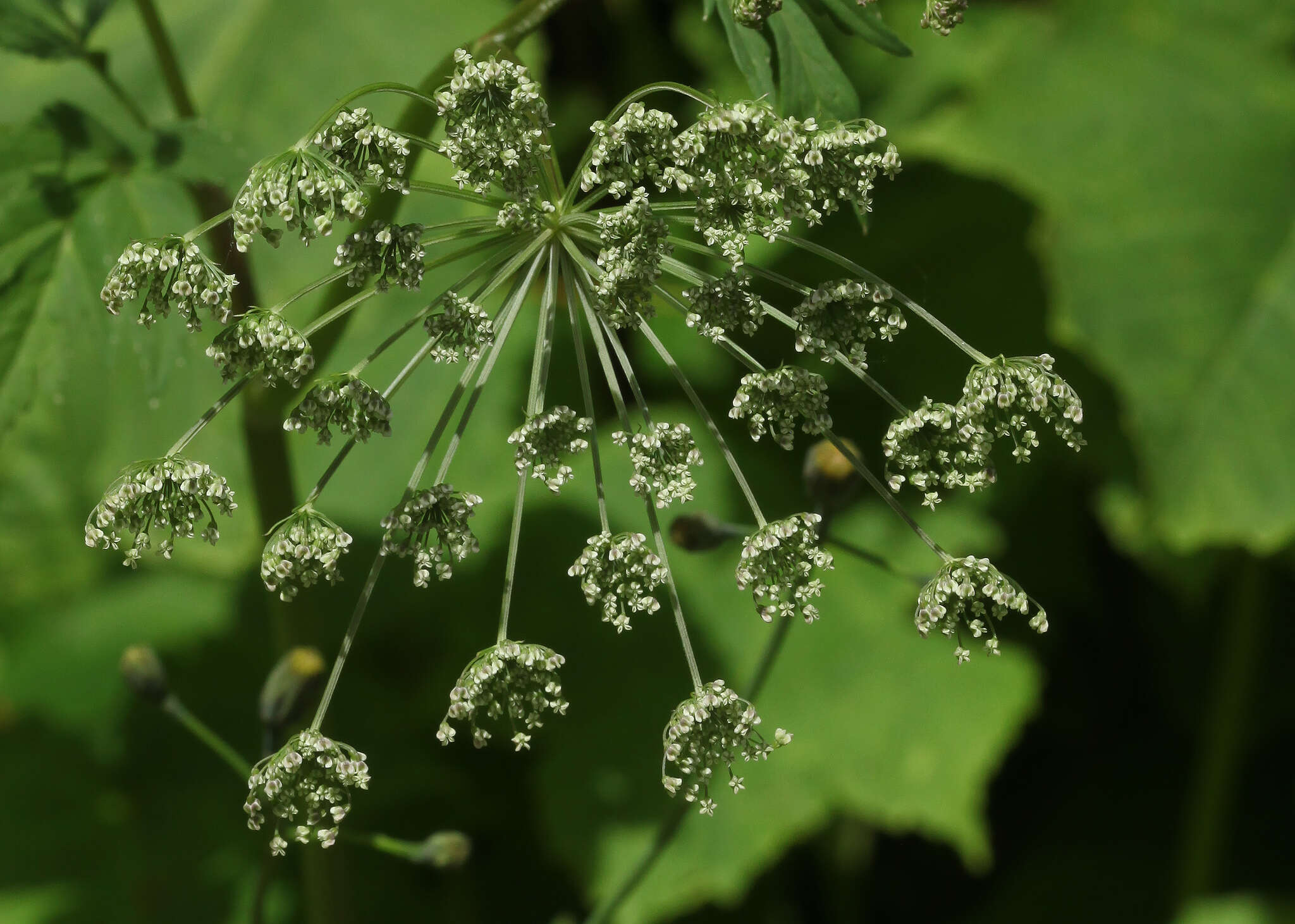 Selinum physospermifolium (Albov) Hand resmi