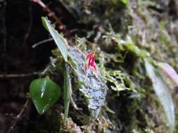 Image of Lepanthes cribbii Pupulin